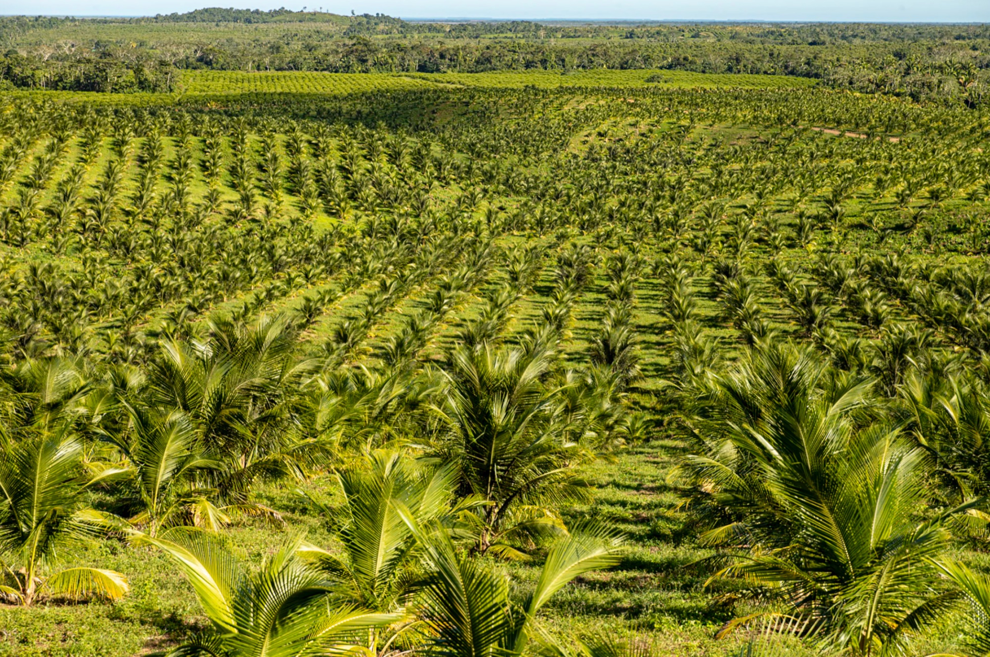 Young coconut palms on rolling hills