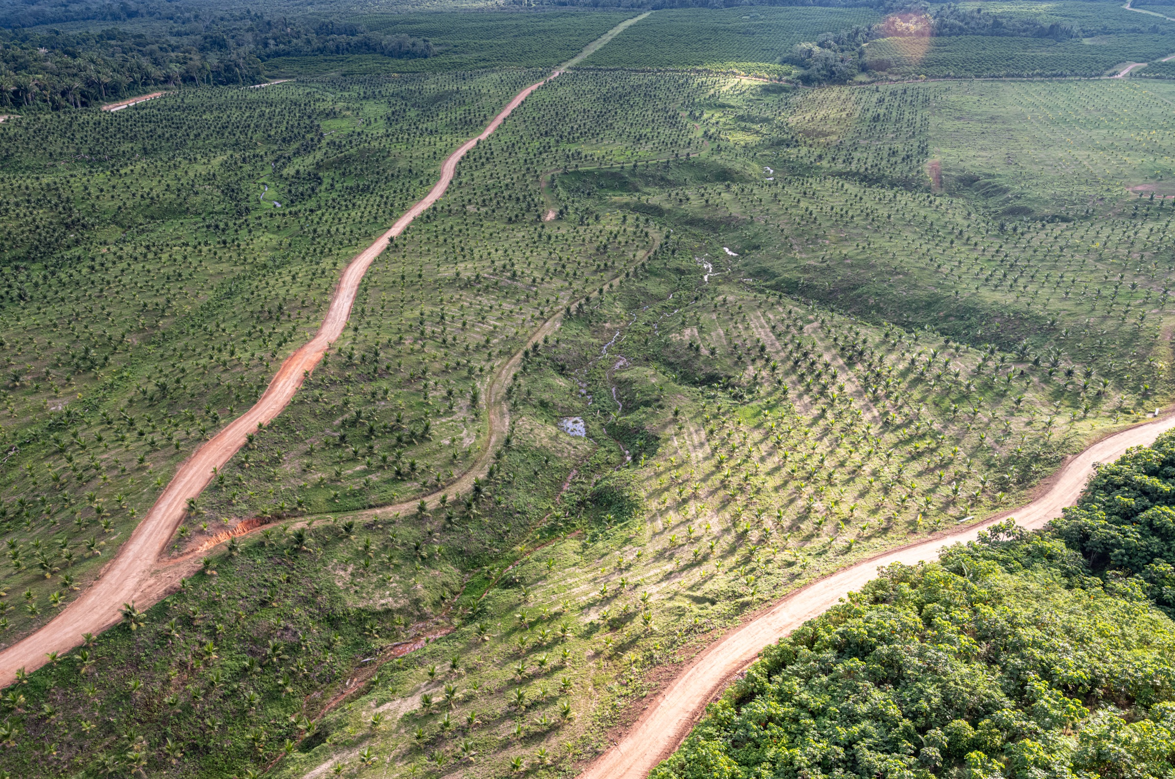 Coconut plantation overlooking the Caribbean